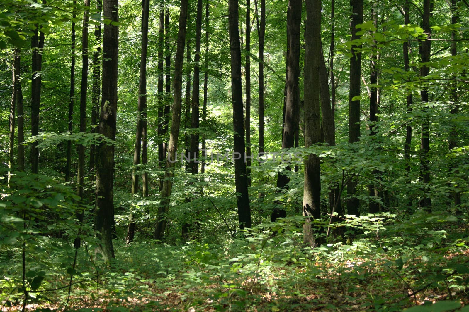 typical spring forest in the czech republic