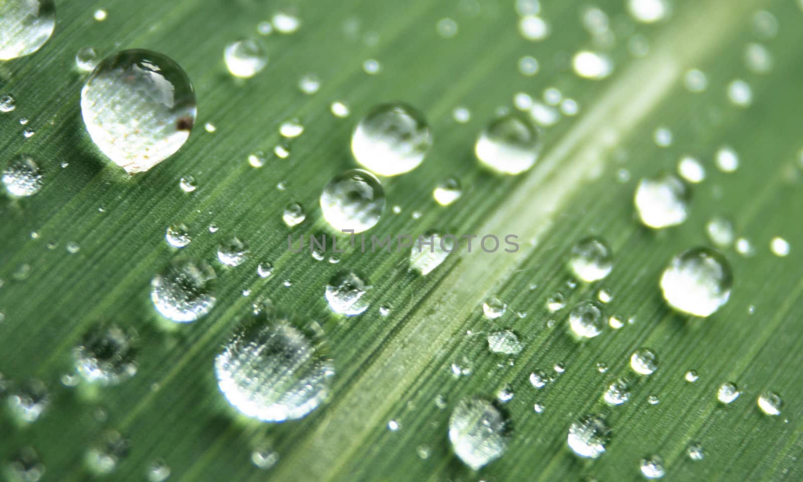 water drops on the green leaf  (macro)