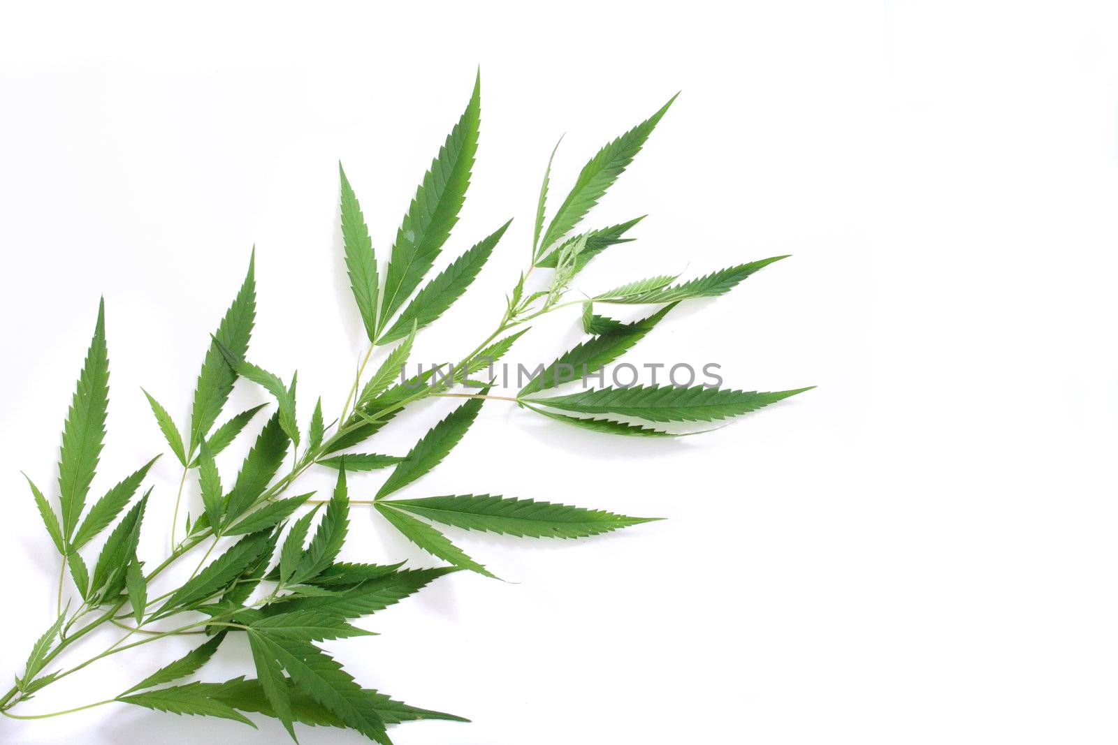 leafs of marijuana on the white background