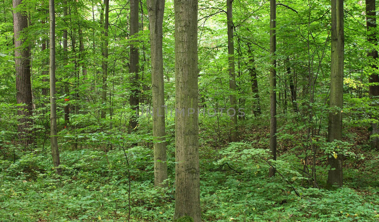 very nice natural czech forest in the spring 