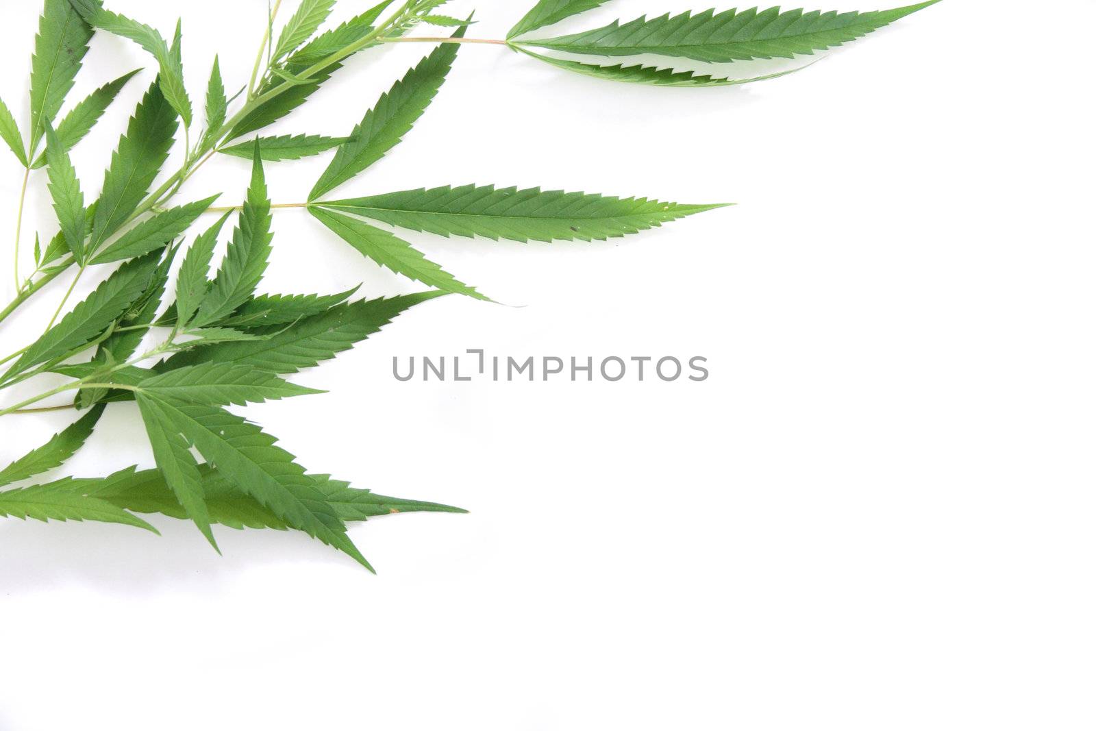 leafs of marijuana on the white background