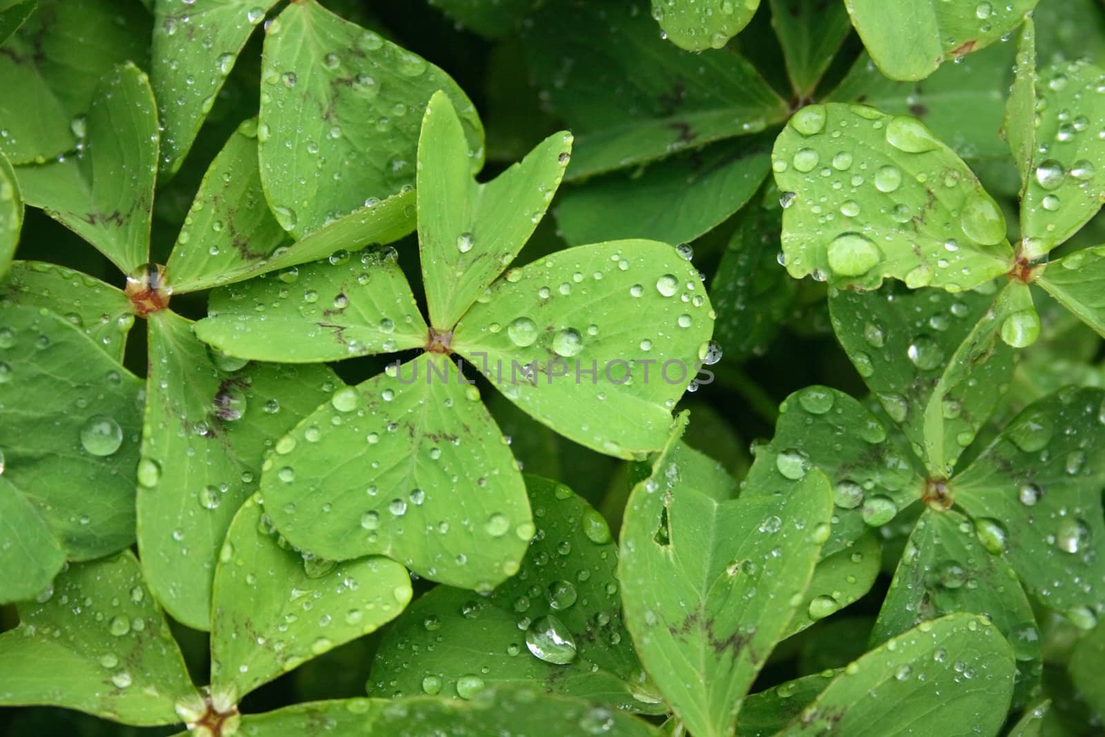 big fresh water drops on the green leaves