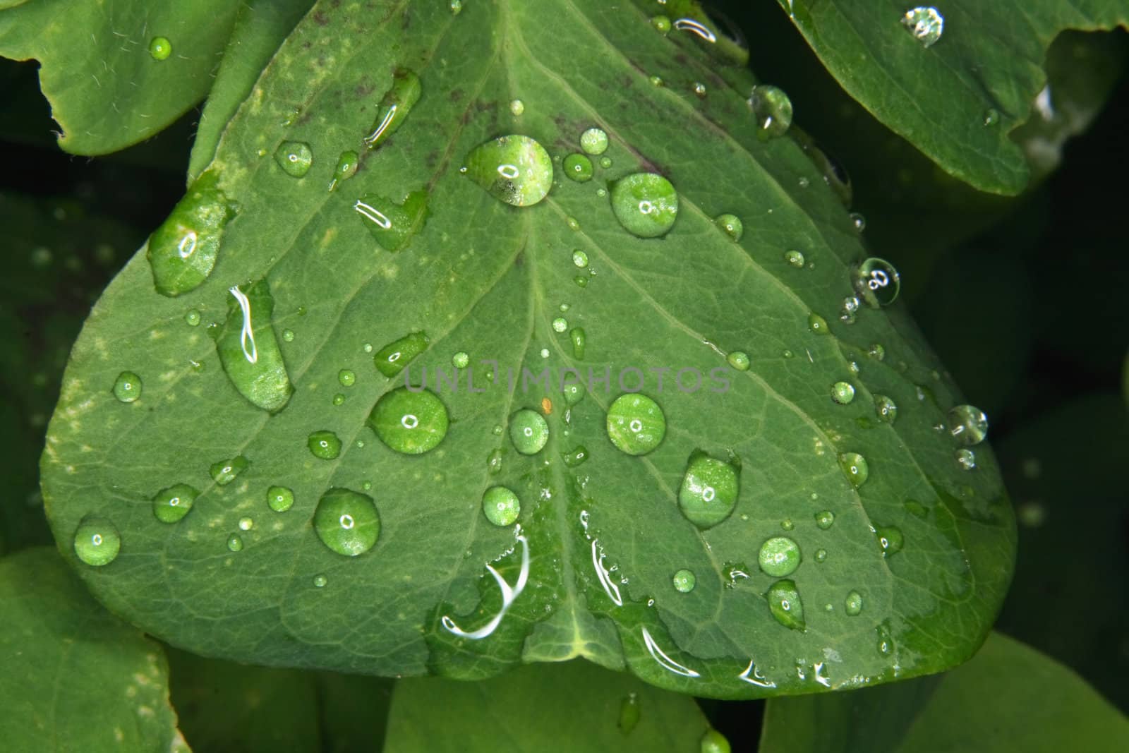 fresh green leaf and water drops as nature texture