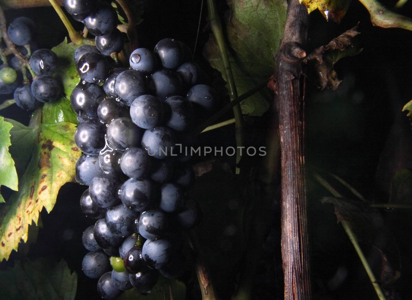 fresh red grapes with green leaves in the nature