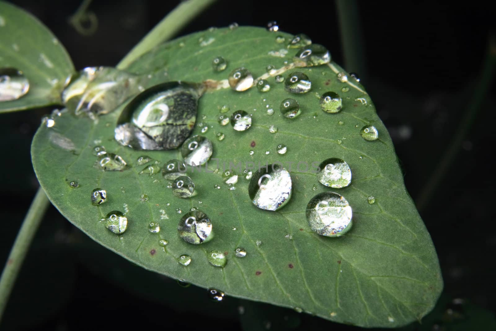 big fresh water drops on the green leaf 