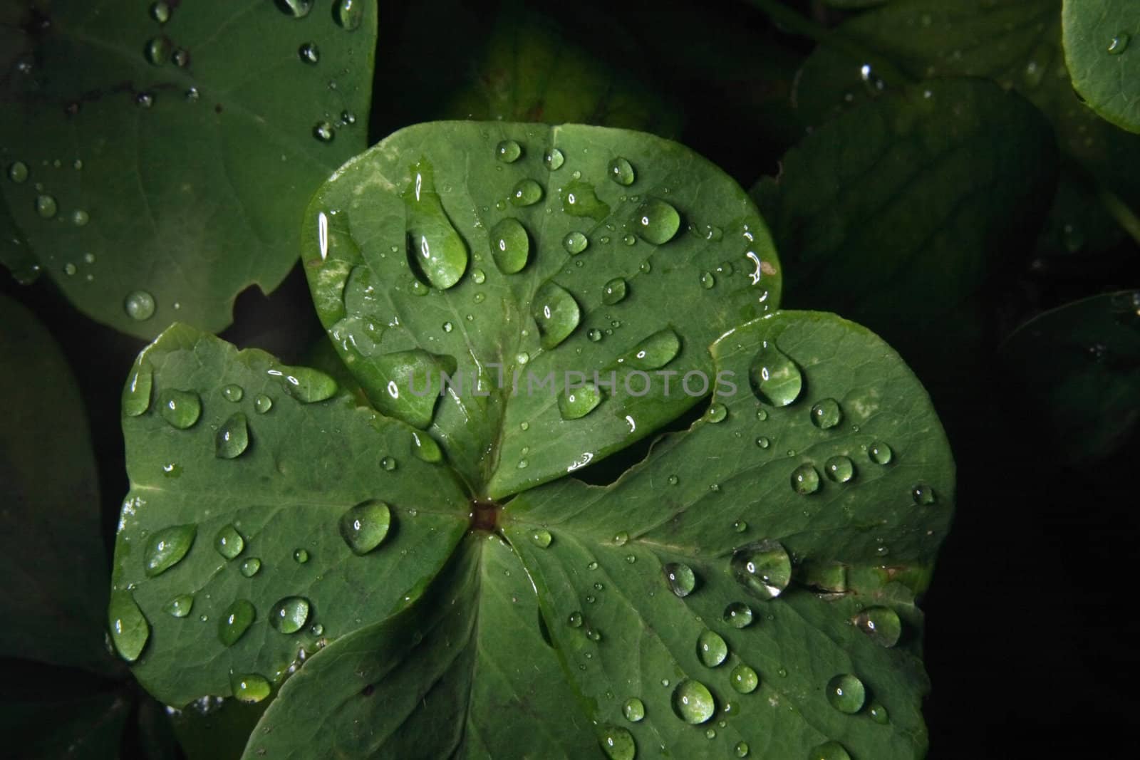 fresh green leaf and water drops as nature texture