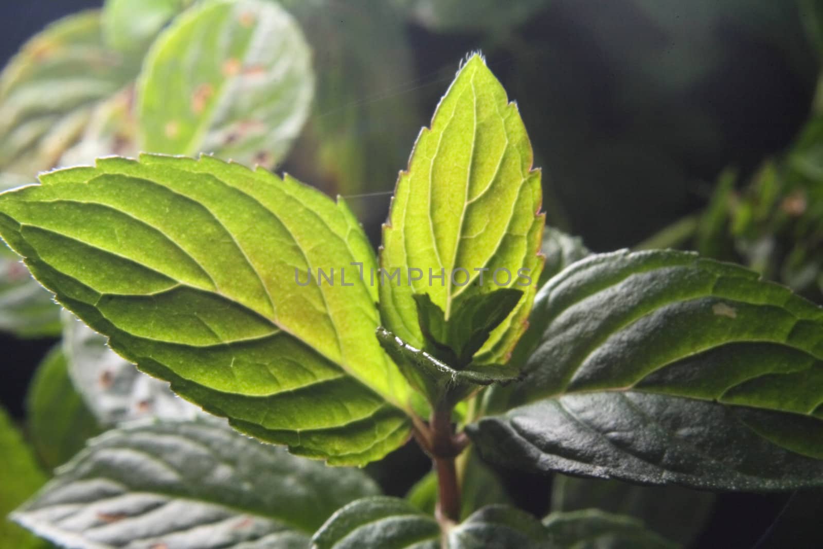 fresh mint as very nice natural background