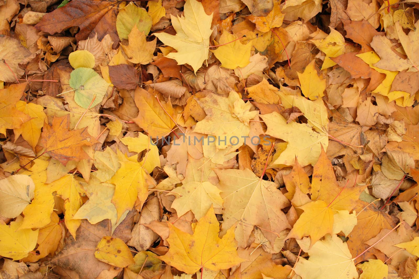 nice color leaves as very nice autumn background