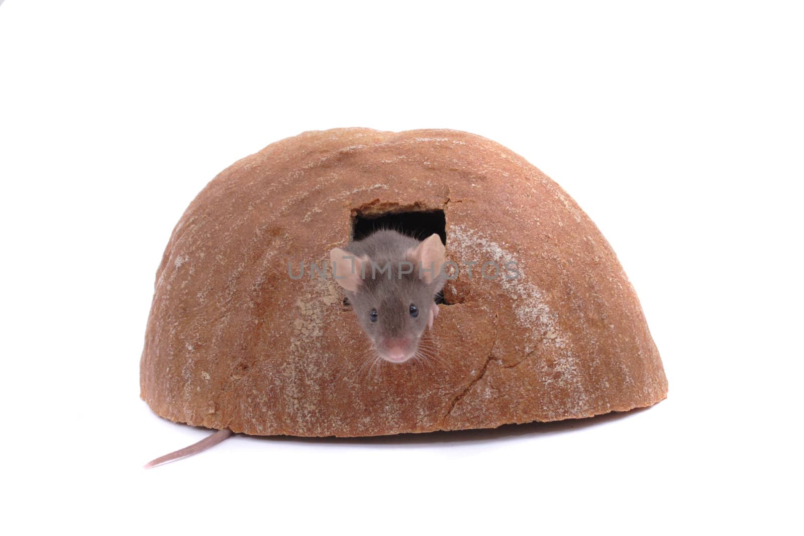 mouse and their house isolated on the white background