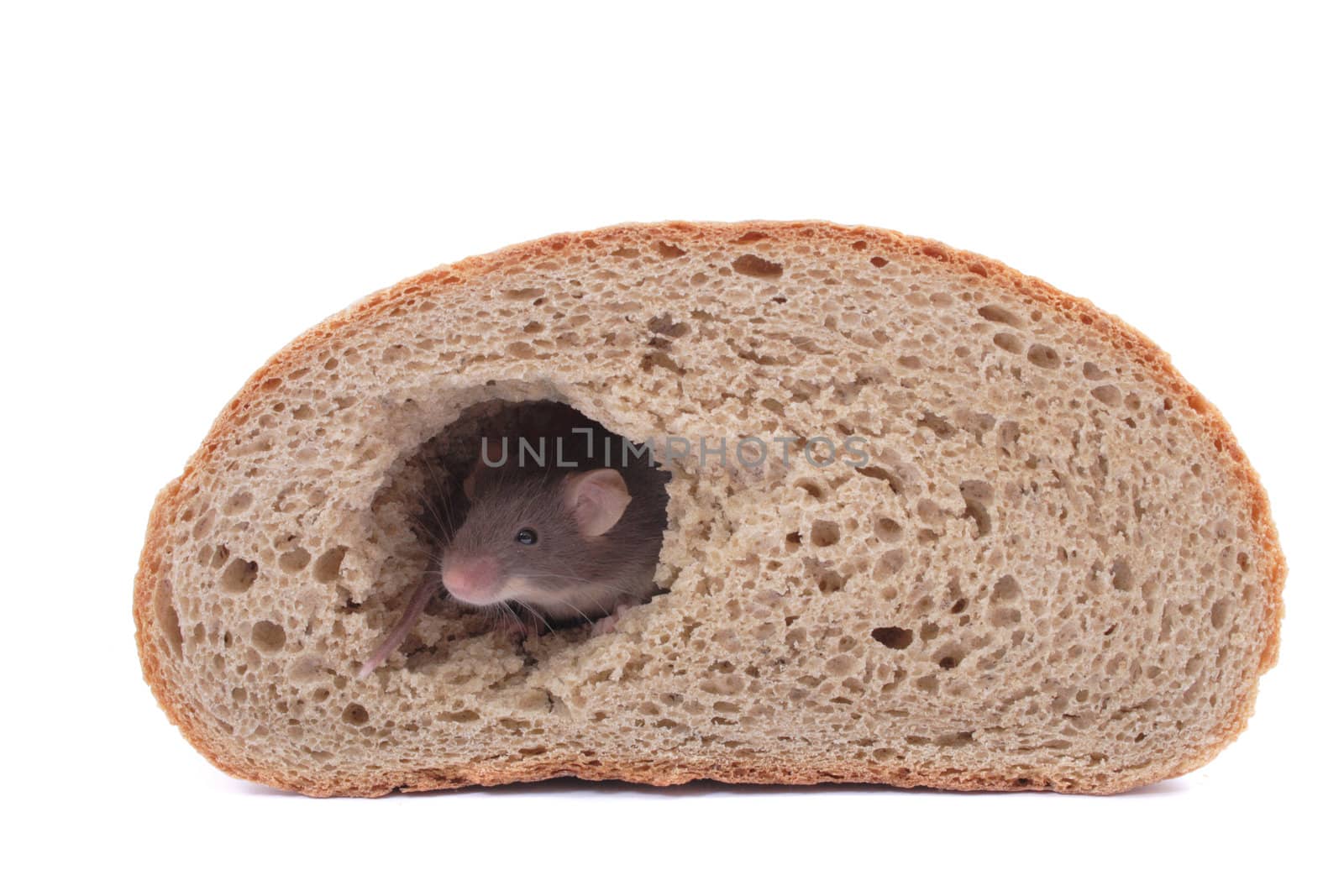 mouse and their house isolated on the white background