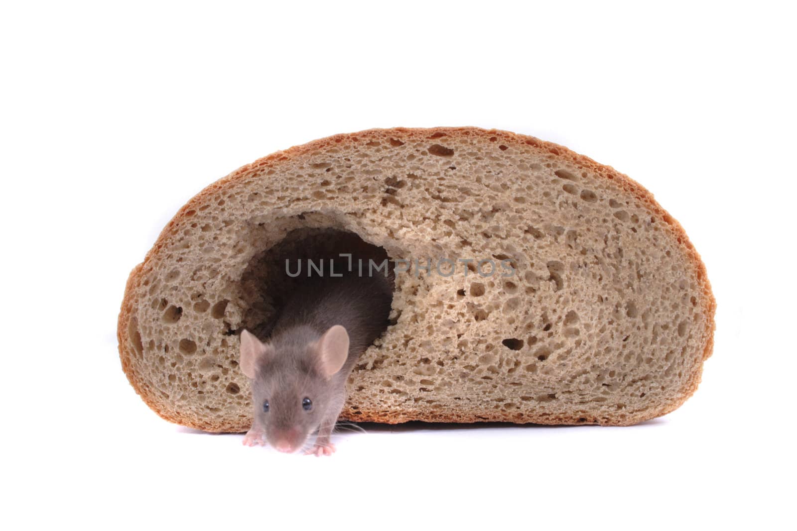 mouse and their house isolated on the white background