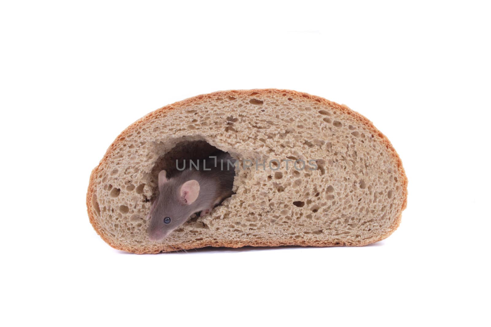 mouse and their house isolated on the white background