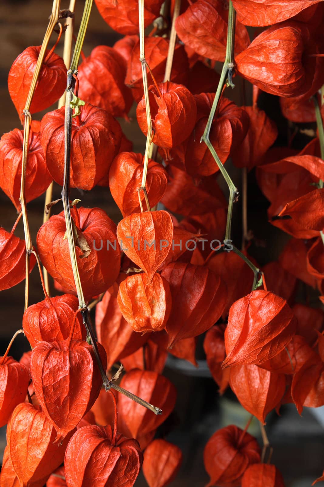 exotic fruits as very nice food background