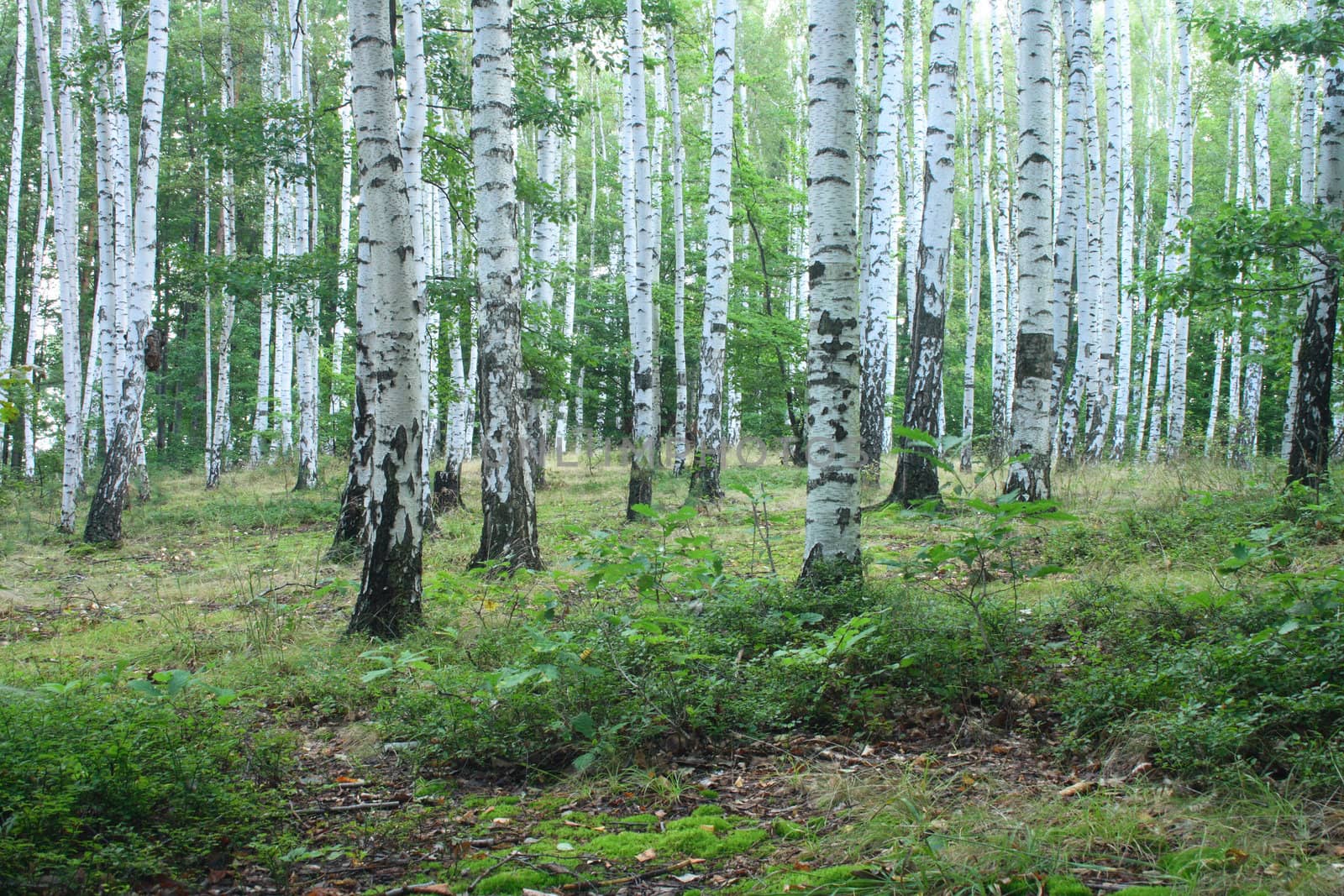 very nice green forest from the czech republic