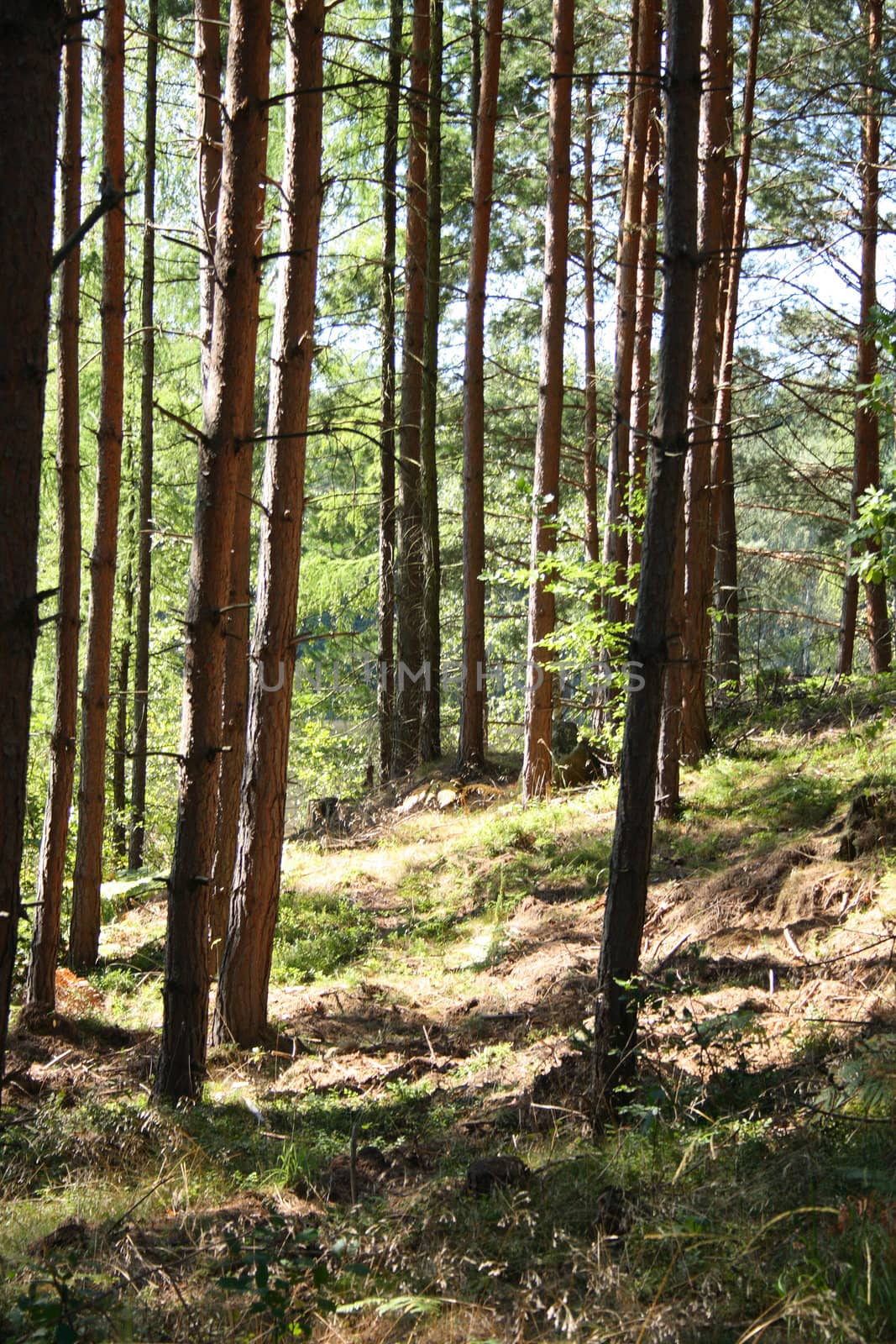 very nice green forest from the czech republic