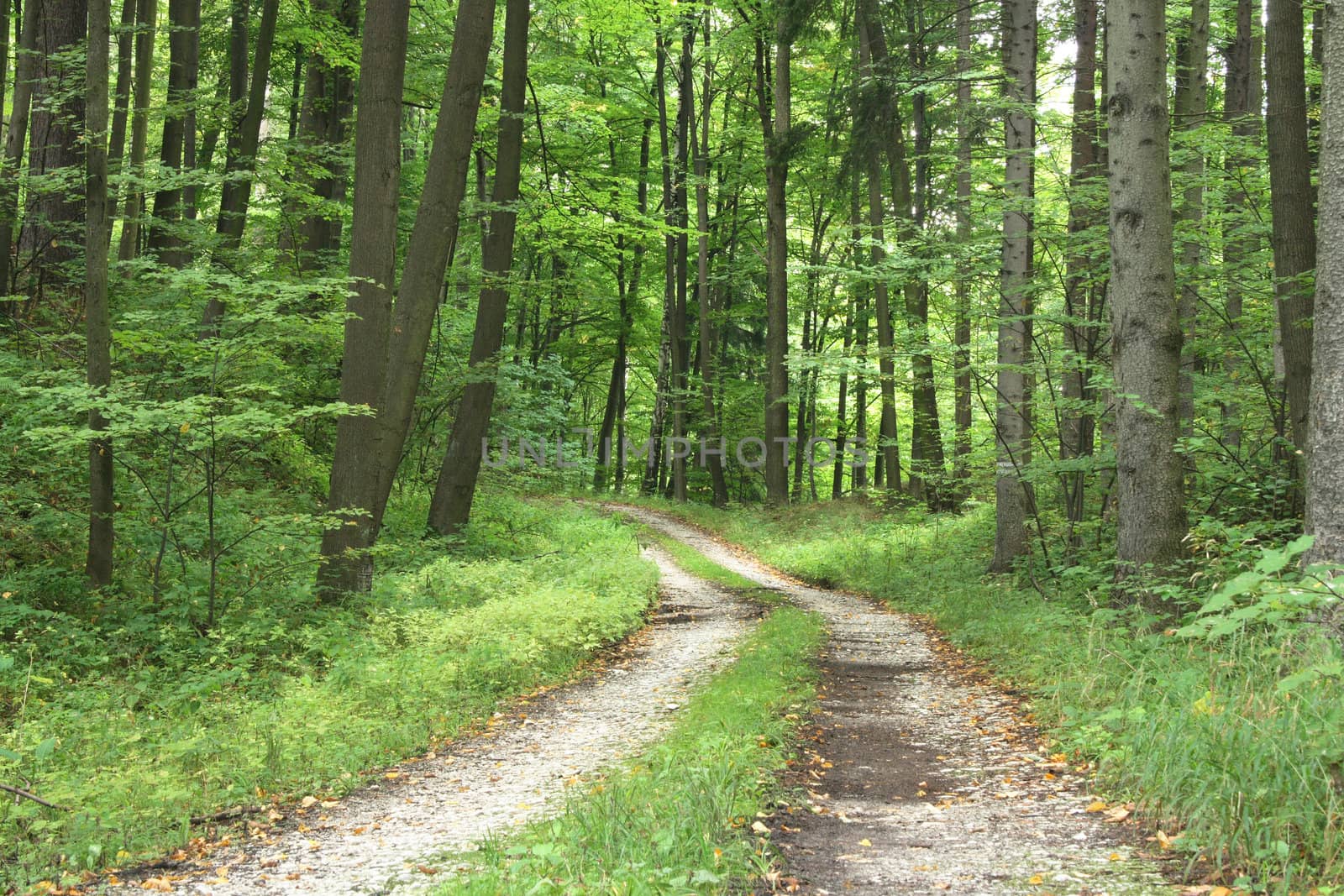 very nice green forest from the czech republic