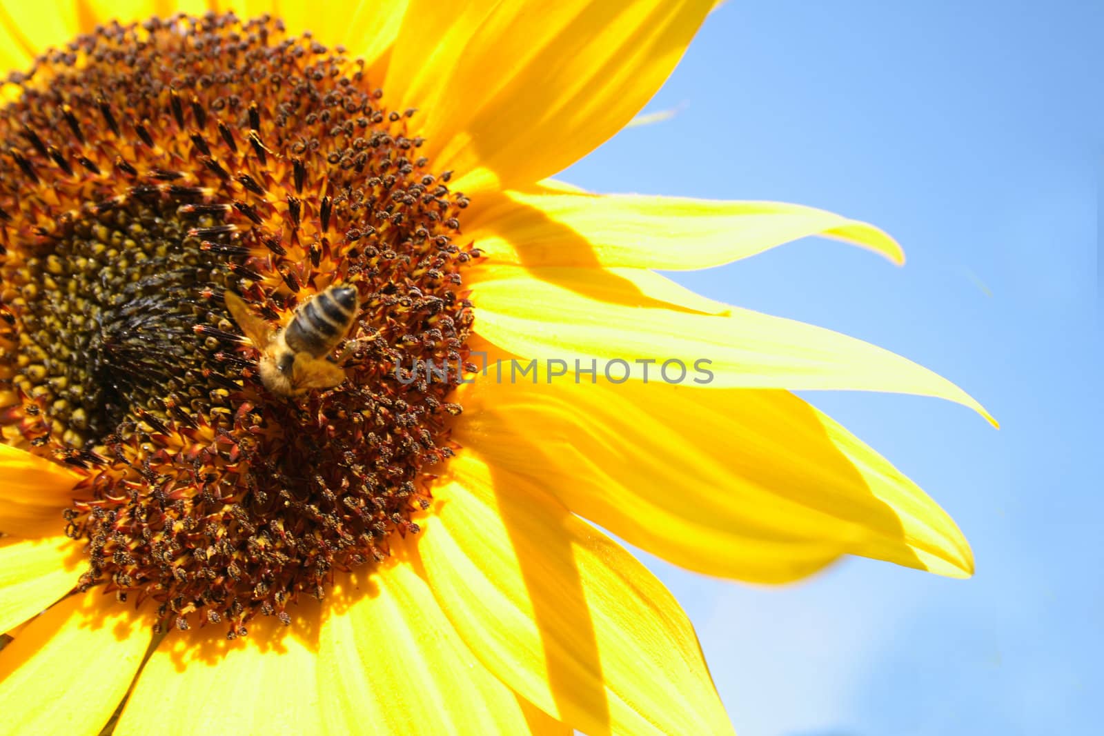 sunflower and blue sky with the bee as natural background