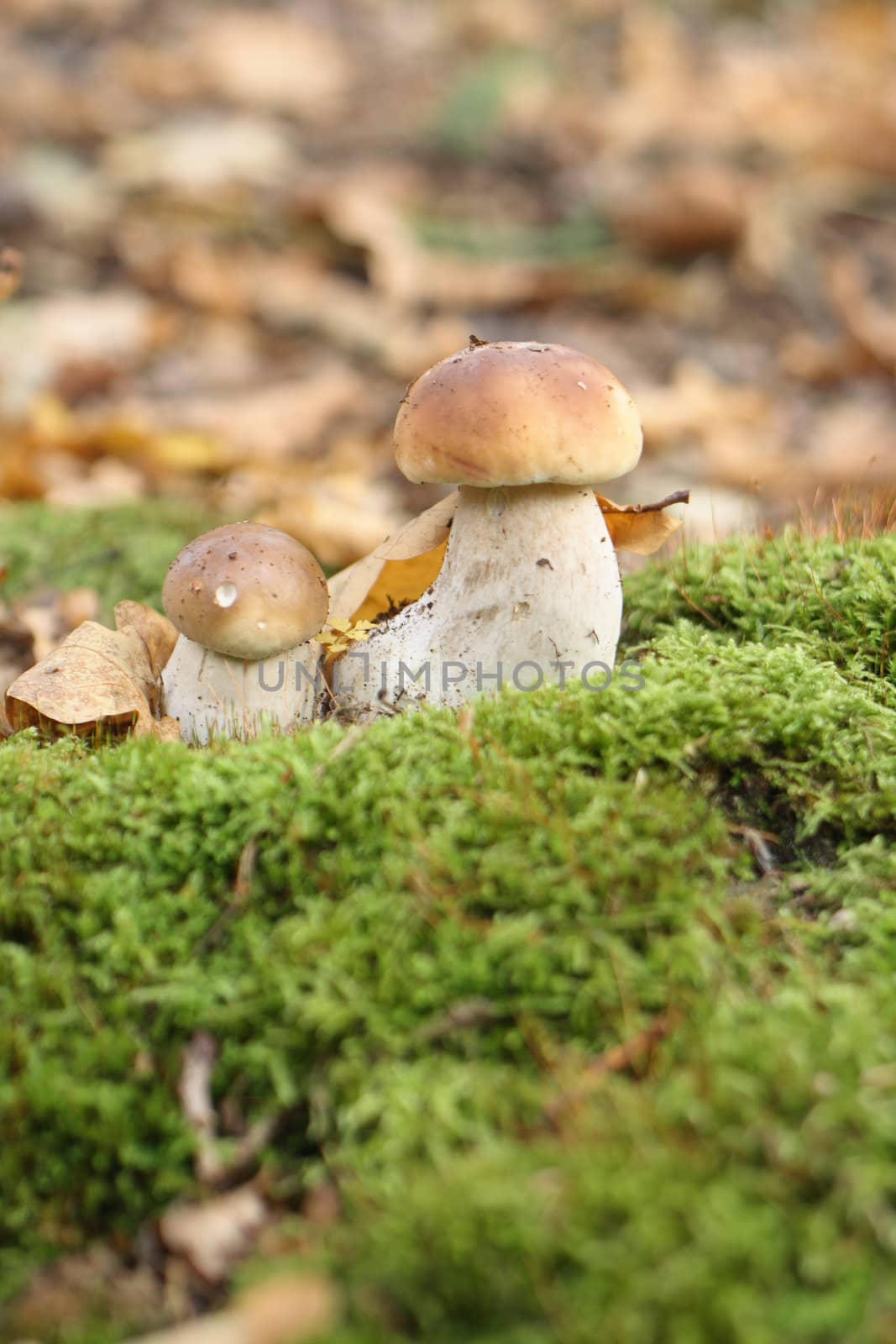 young fresh mushroom in the green forest