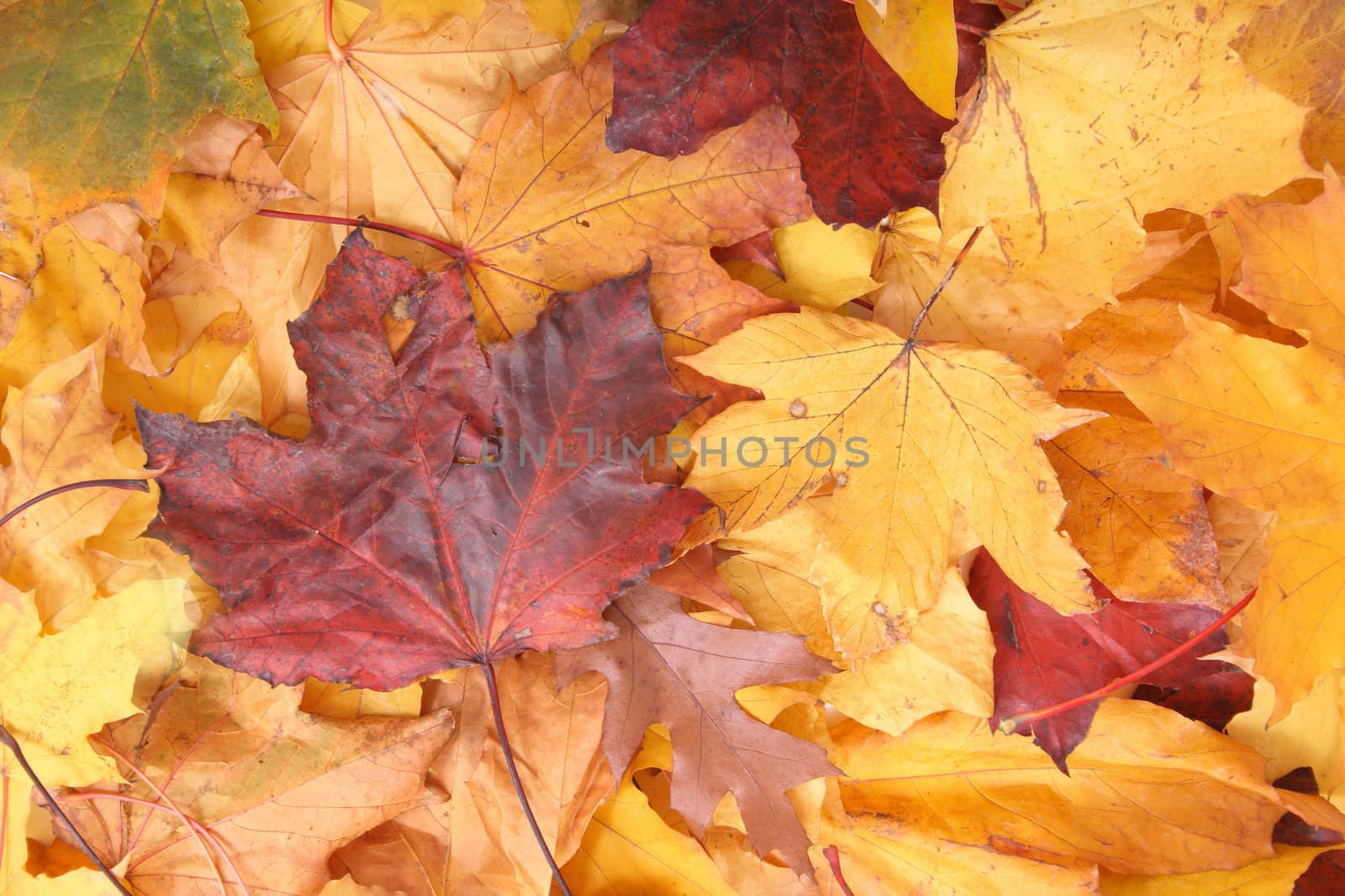 very nice yellow and brown autumnal leaves background
