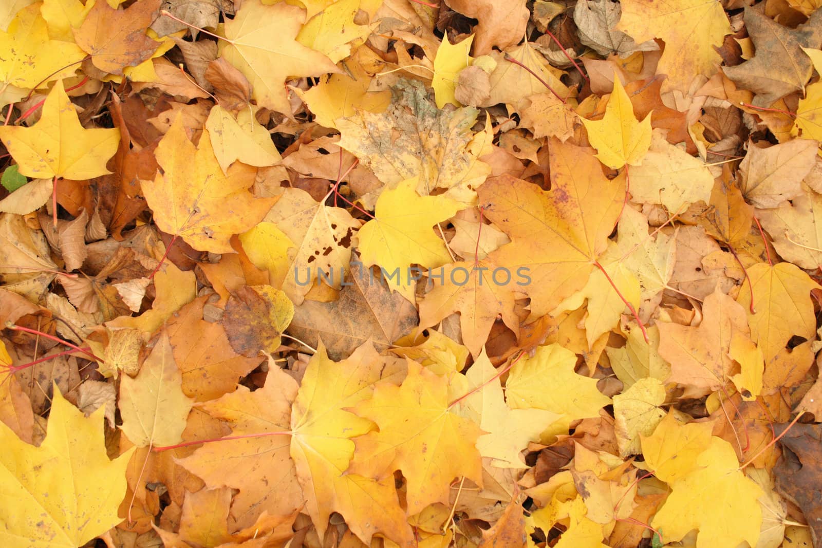 very nice yellow and brown autumnal leaves background
