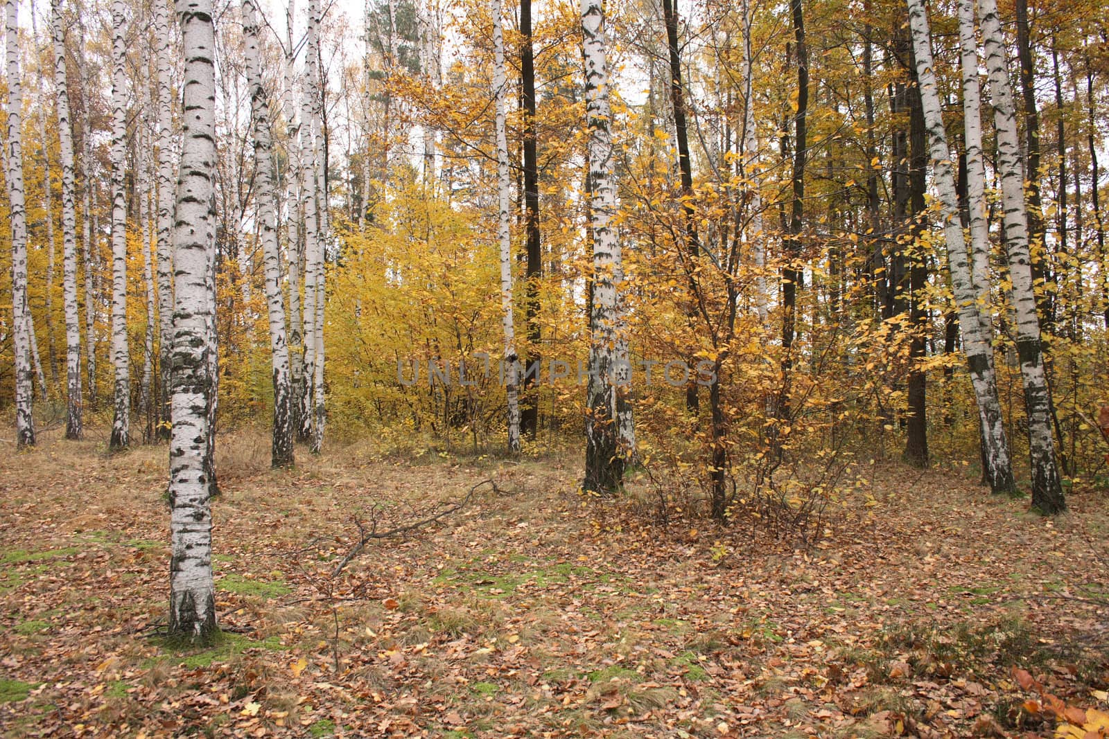 nice autumn country in the Prague park 