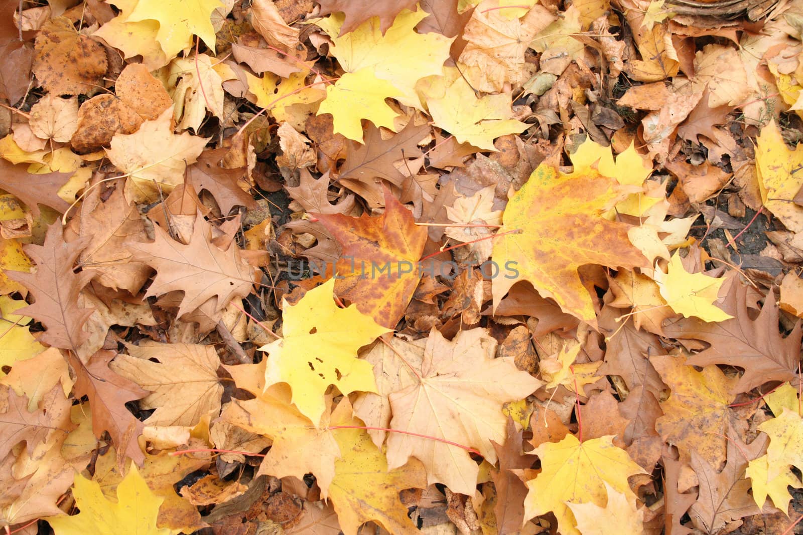 very nice yellow and brown autumnal leaves background