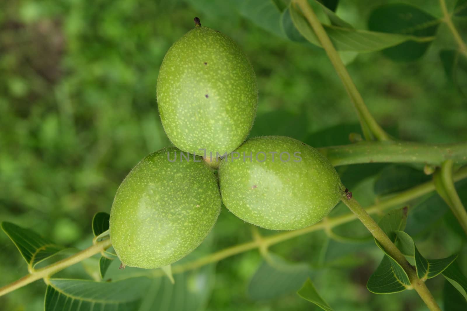 fresh green walnuts as natural garden  background