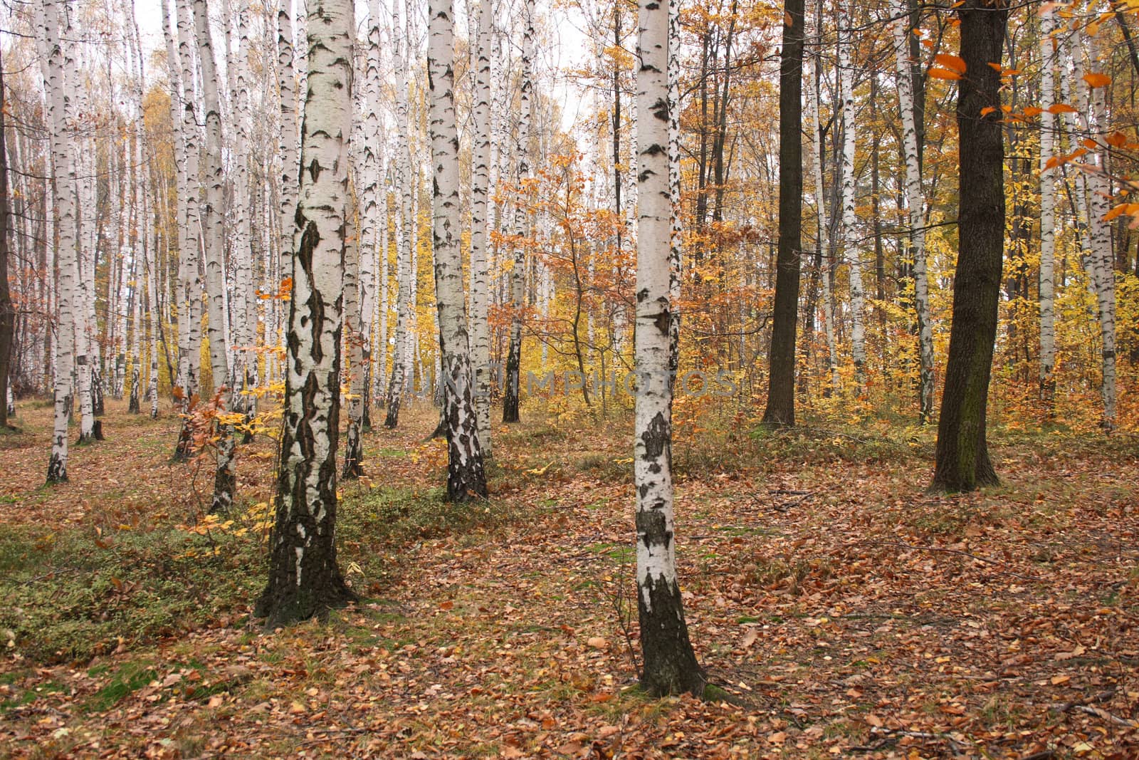 very nice natural czech forest in the autumn