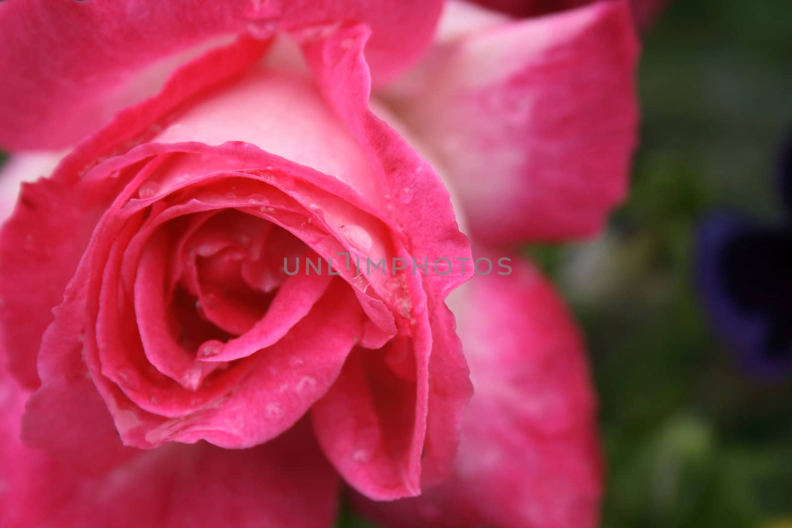 fresh red rose as natural garden  background