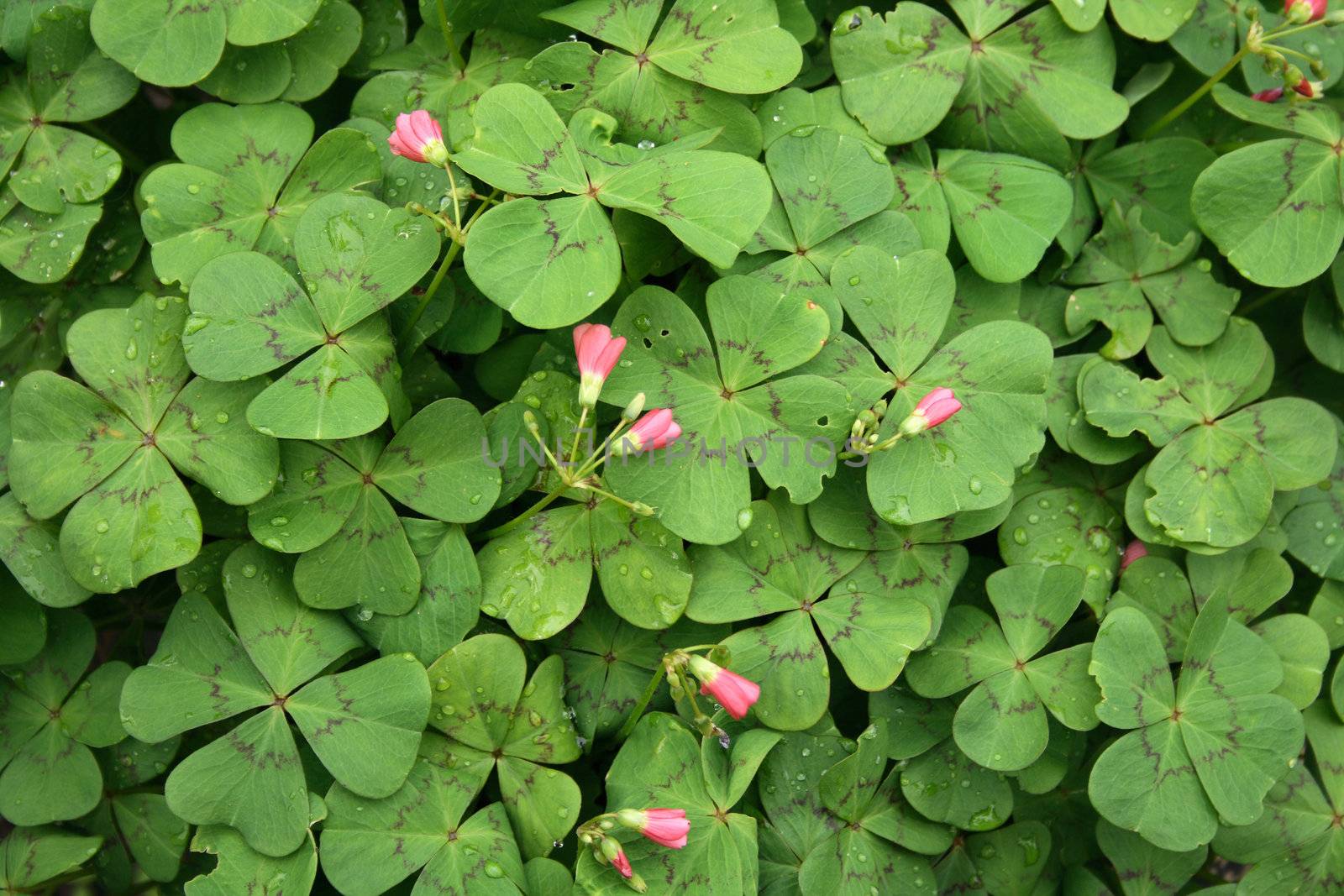 fresh green leaves as natural garden  background