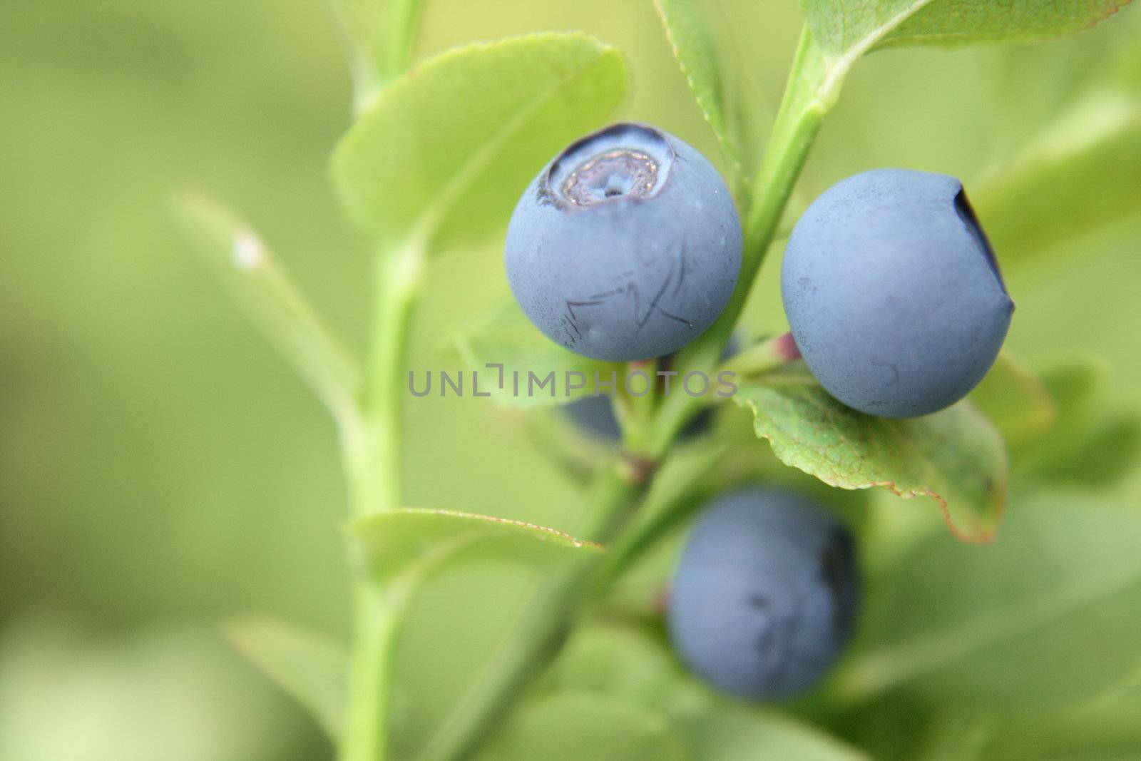 fresh blueberries as very nice natural background 