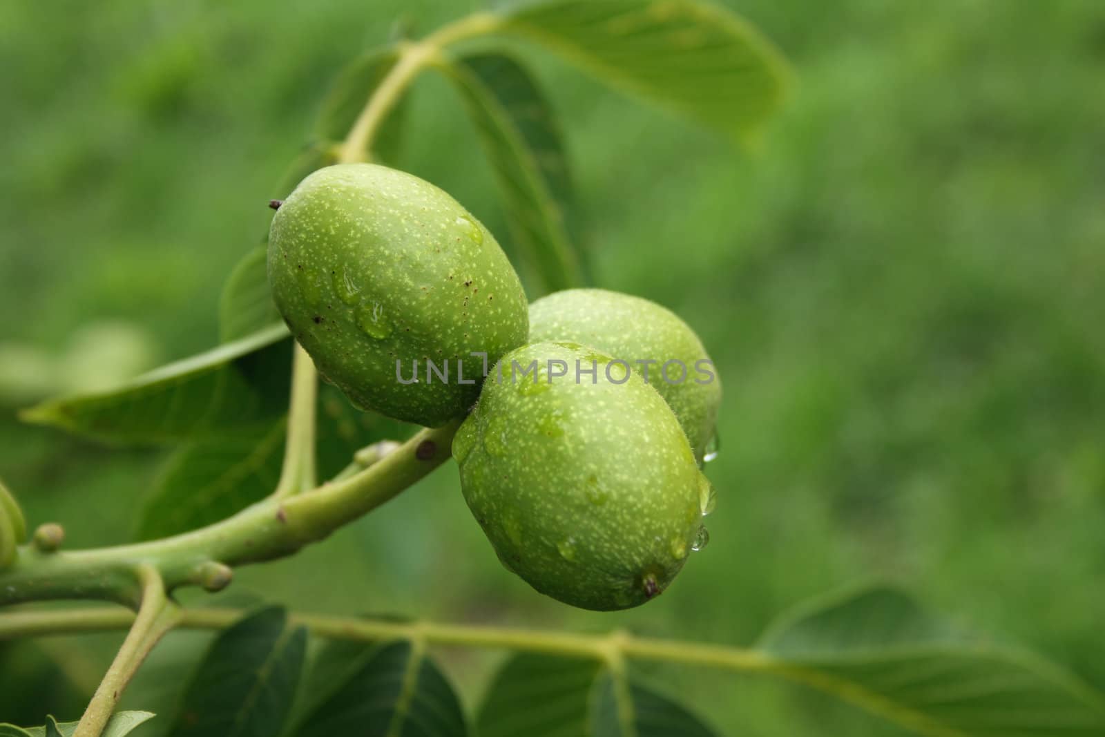 fresh green walnuts as natural garden  background
