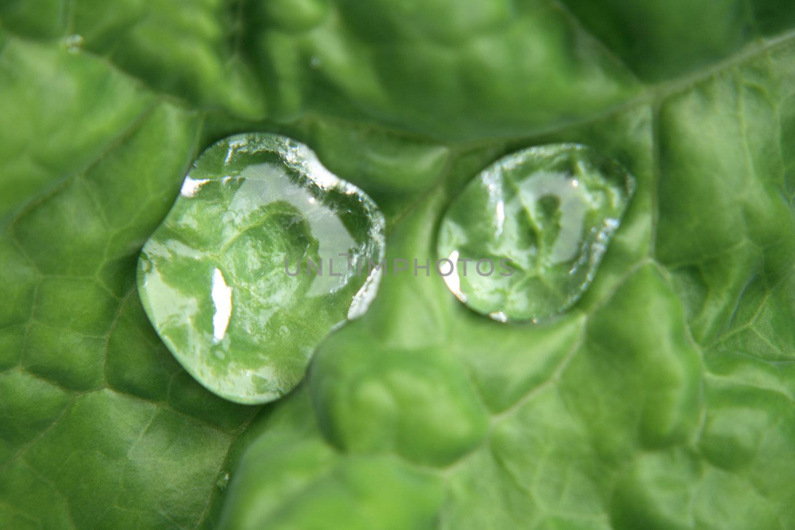 water drops in green (detail of leaf)