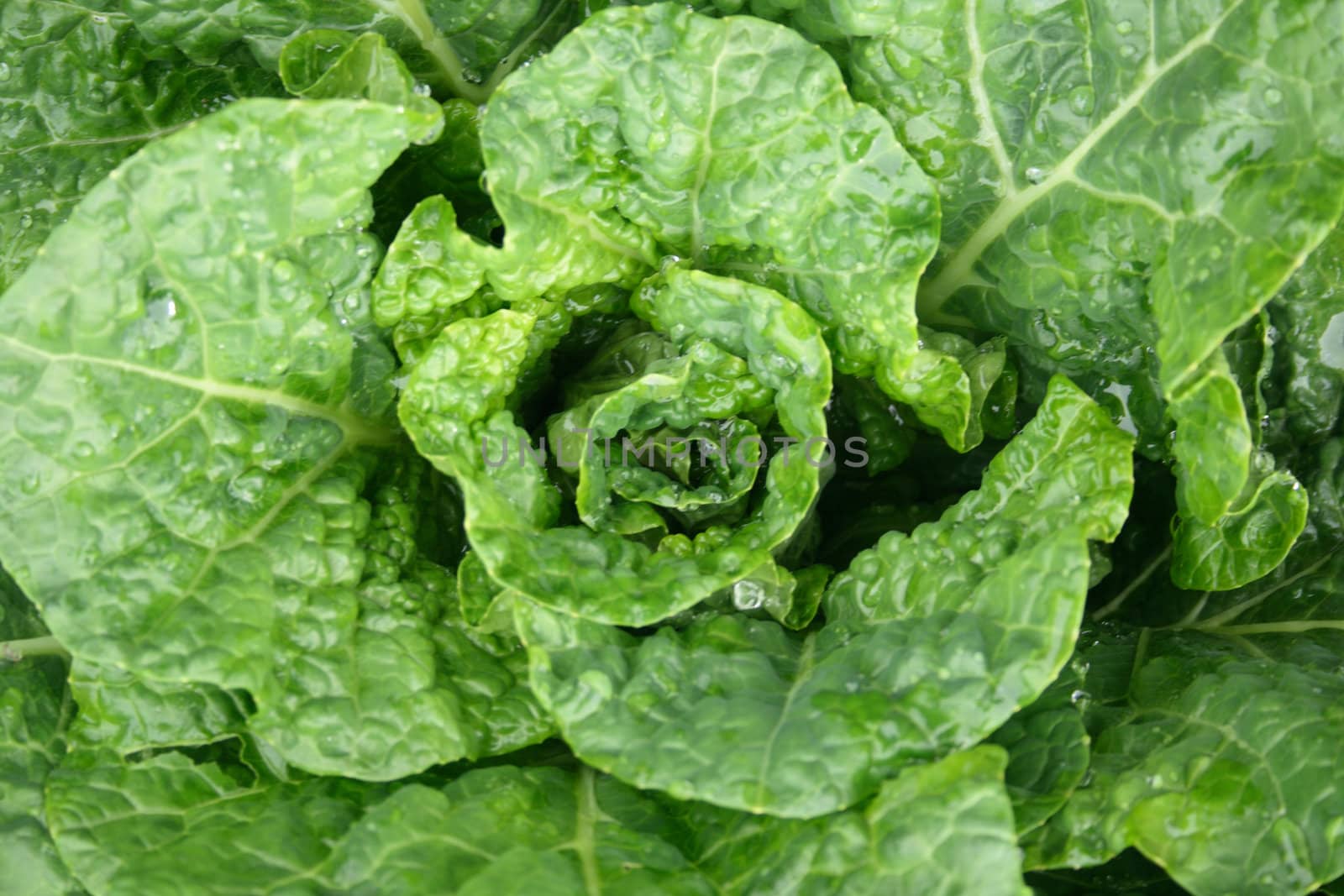 detail of green leaves as nice natural background