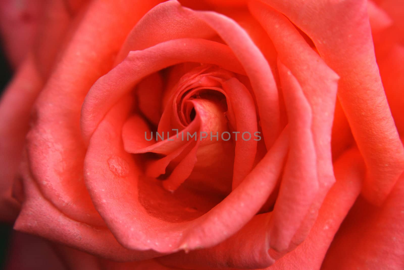 very nice fresch red rose natural background 