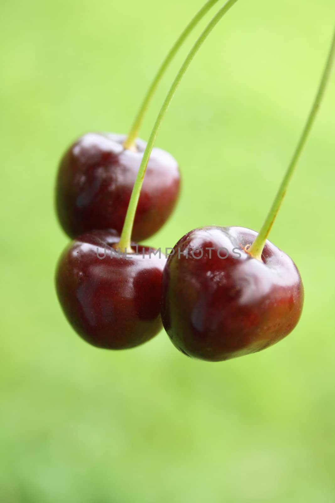 red cherries isolated on the green background 