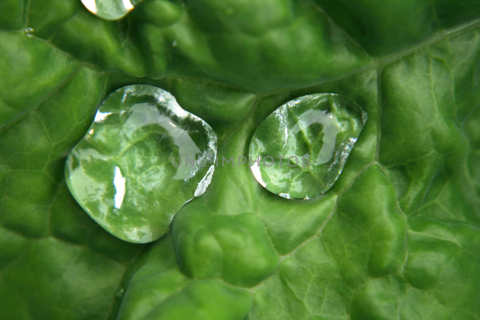 fresh water drops on the green background