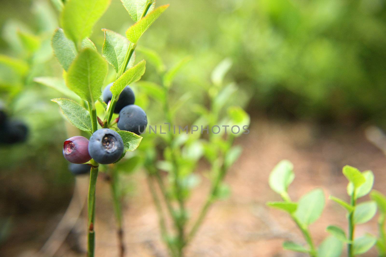 fresh blueberries as very nice natural background 