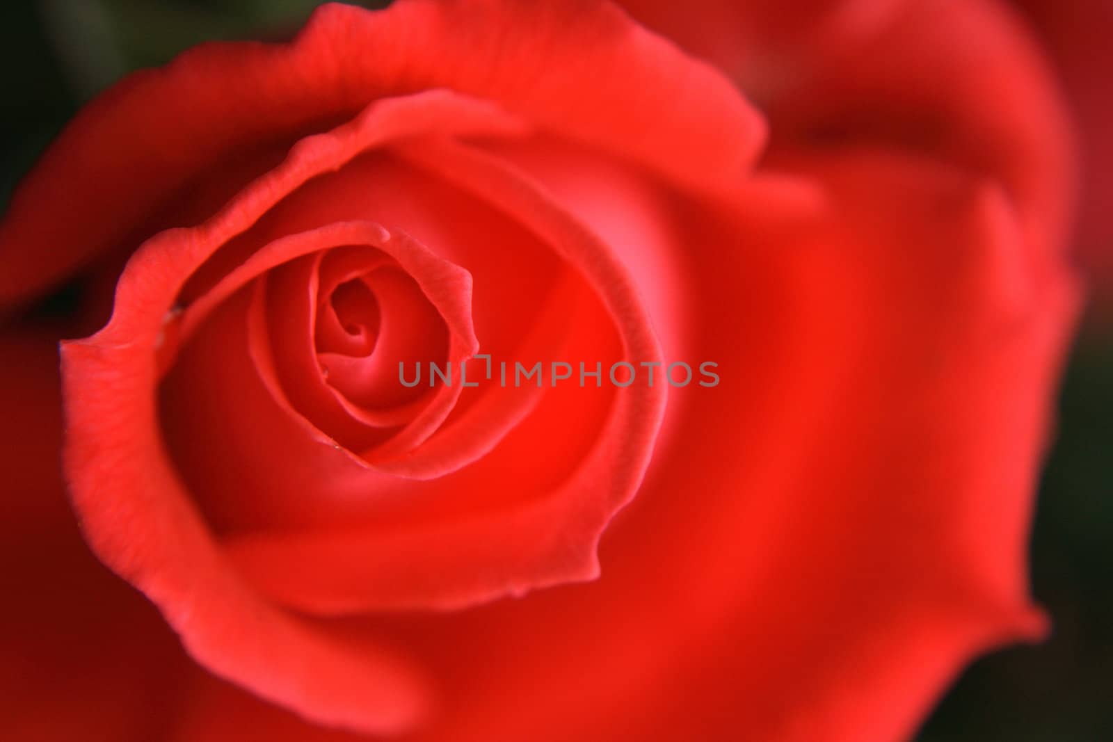 very nice fresch red rose natural background 