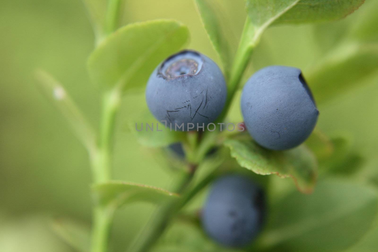 fresh blueberries as very nice natural background 