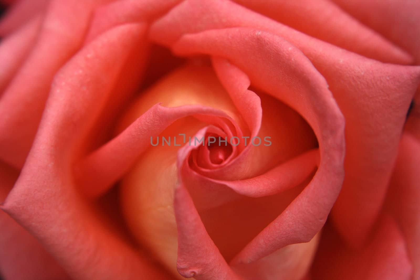 red rose as very nice natural background 