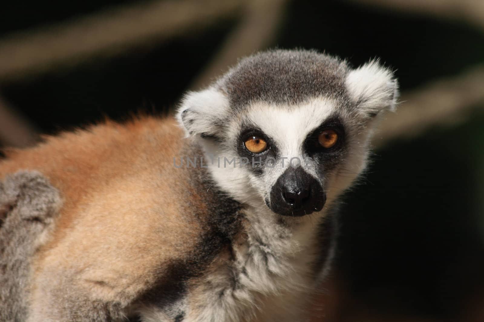 detail of face very nice lemur monkey 