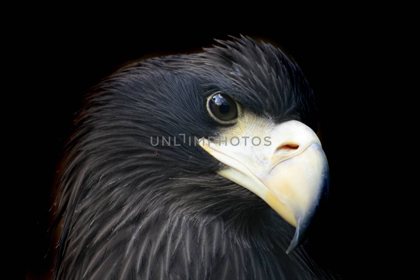 head of eagle (detail from Prague ZOO)