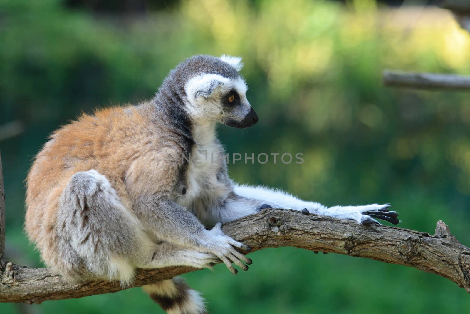 lemur monkey by jonnysek