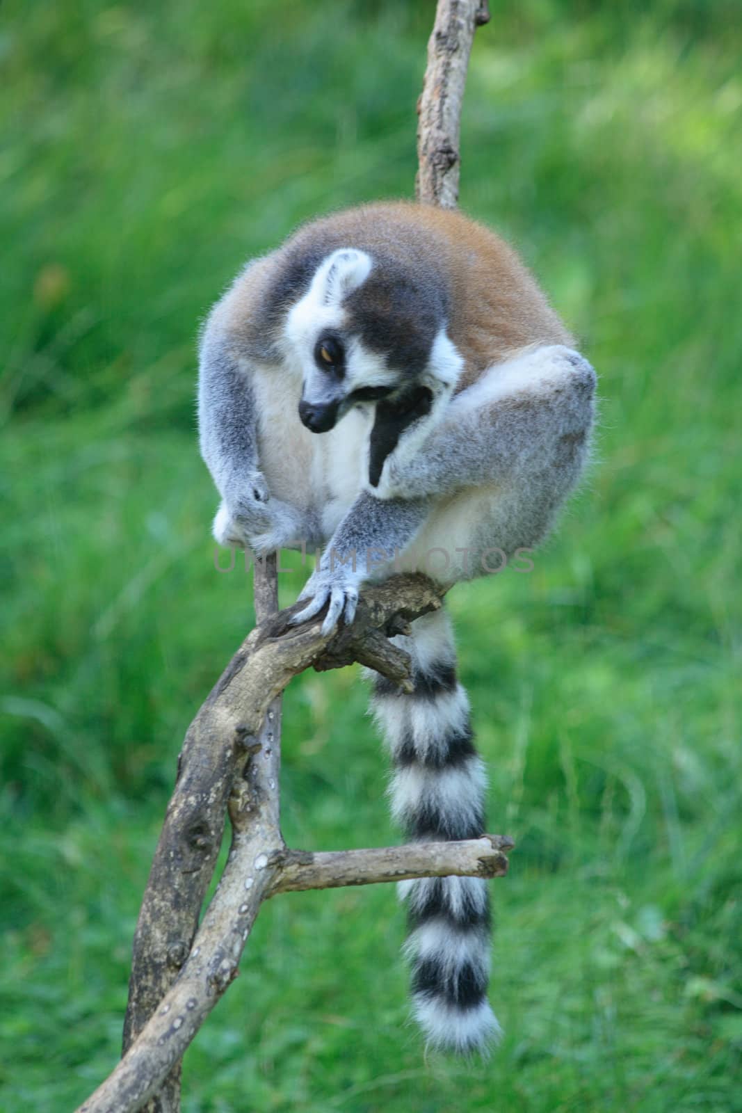 lemur monkey by jonnysek