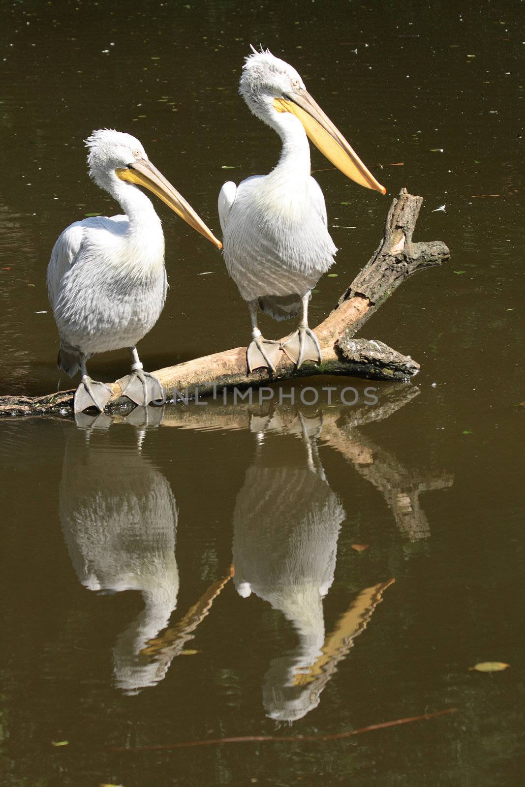 pair of nice Pelicans in the ZOO of Ostrava