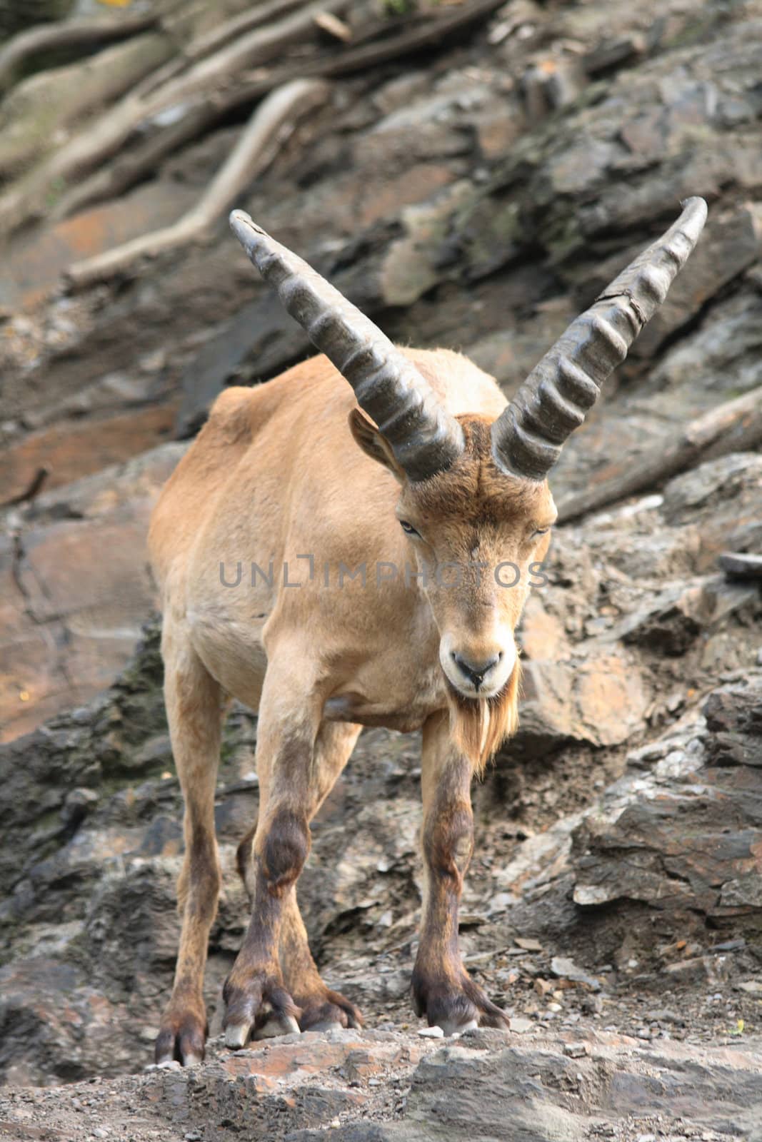 head of chamois on the rocky background