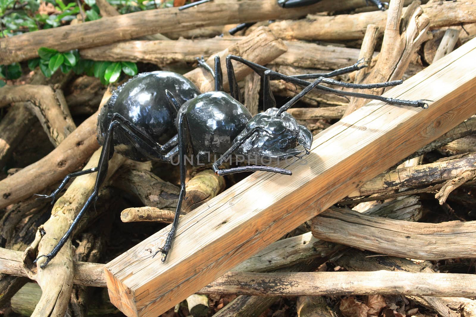 nice statue of black ant from the Prague ZOO