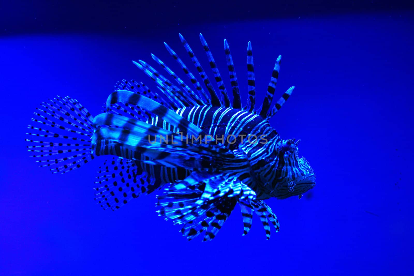 very nice exotic fish from the aquarium 