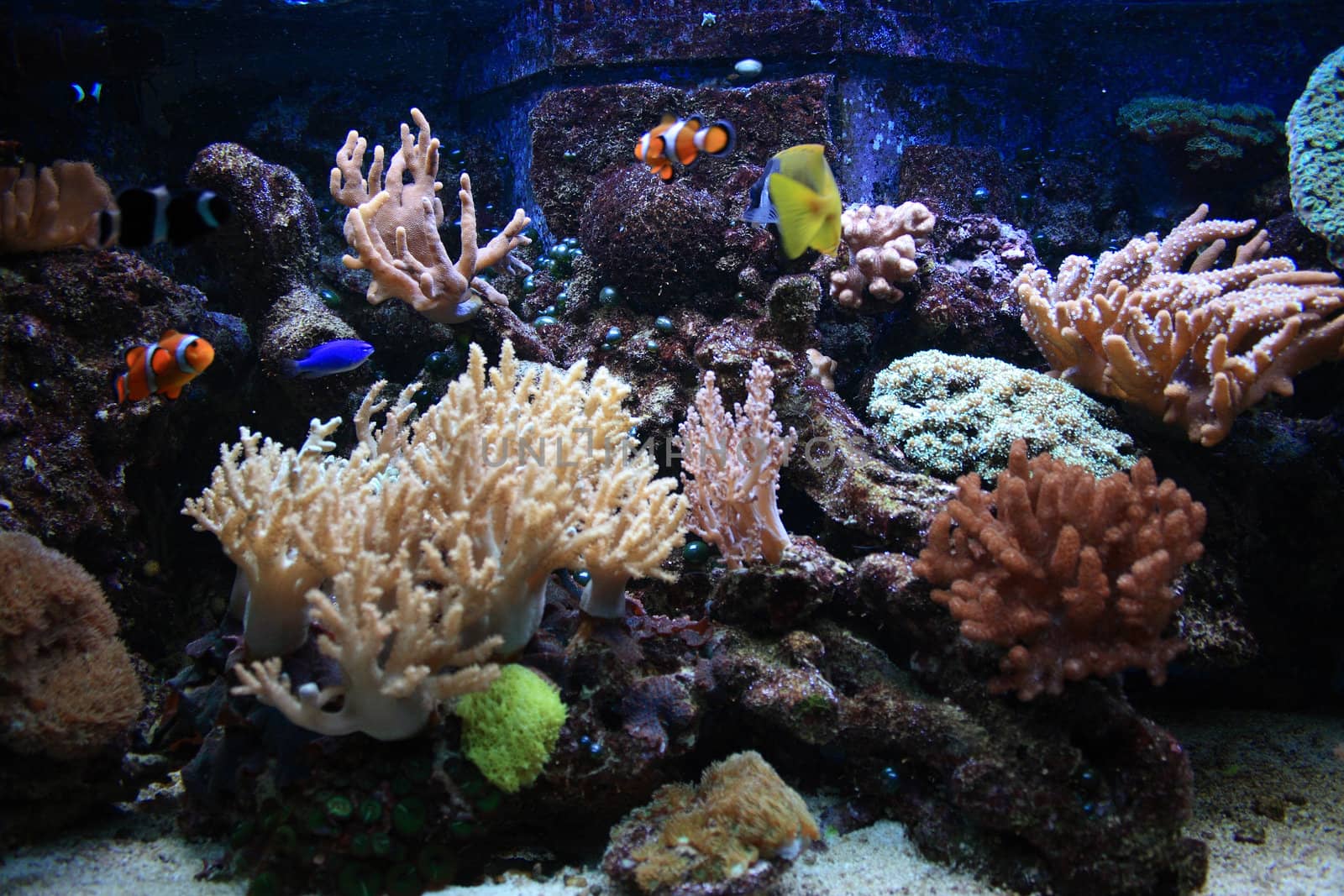 aquarium background with fishes from the sea
